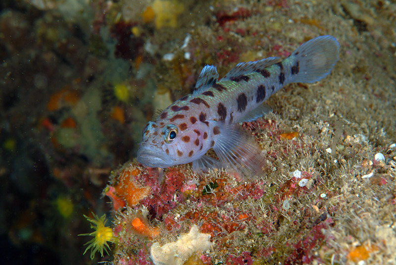 Thorogobius ephippiatus